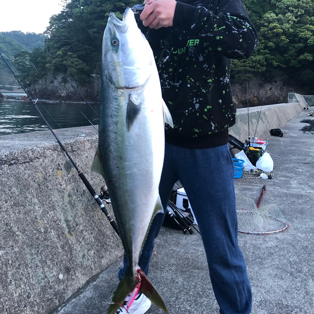 釣りファミ　京都・伊根の伊根網干場からブリが釣れた話　ブリ　ショアジギング