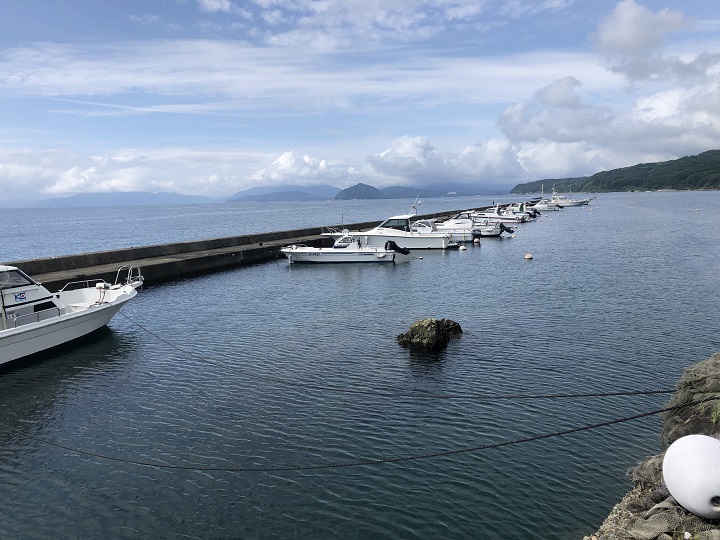釣りファミ　京都・宮津の養老漁港、ソフトワーム「ベイティ」でガシラを釣れる、釣れる！