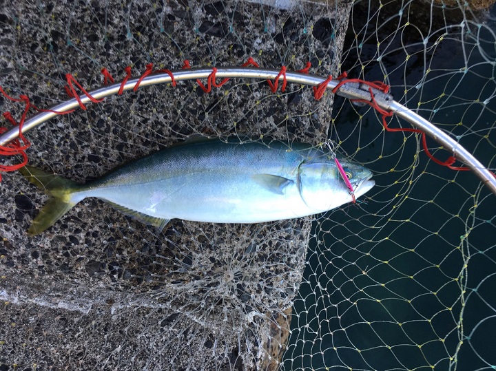 釣りファミ　釣った魚を喰らう！真夏の恒例イベント、2019海キャンプin兵庫・浜坂2日目