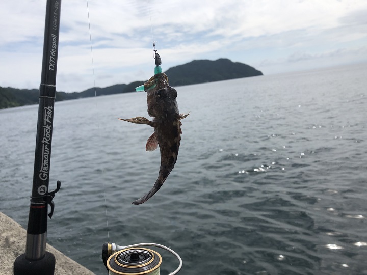 釣りファミ　京都・宮津の養老漁港、ソフトワーム「ベイティ」でガシラを釣れる、釣れる！