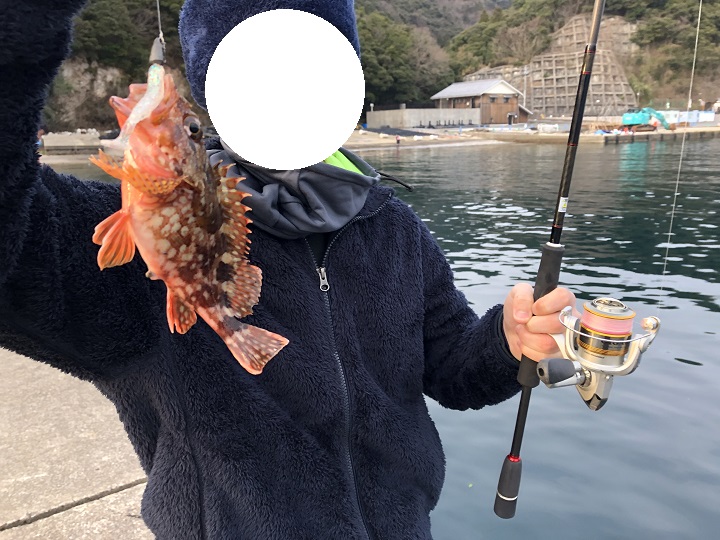 京都・伊根の伊根網干場でガシラを釣る